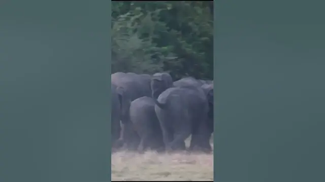 Video thumbnail for Elephant herd running #shorts