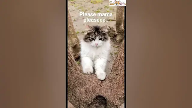 'Video thumbnail for Look how this cat sharpening his nails #cat #catgrooming #viral #viralshorts #funnycats #shorts'