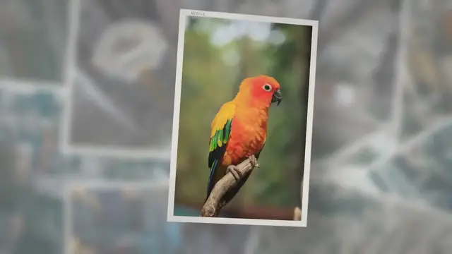 Video thumbnail for Jenday Conure