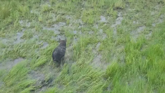 Video thumbnail for Wild pig in darwin