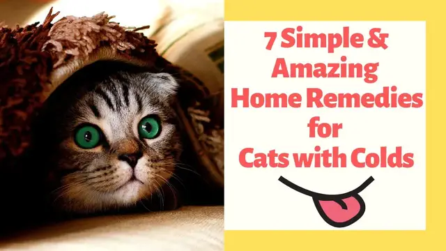 'Video thumbnail for 7 Simple & Amazing Home Remedies for Cats with Colds'