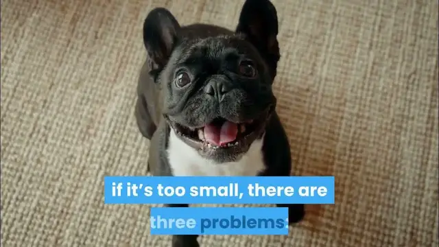 'Video thumbnail for GPS tracker for a french bulldog'