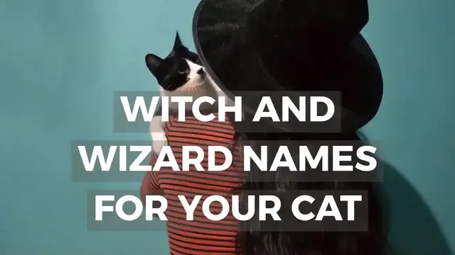 'Video thumbnail for Wizard Witch Cat Names'