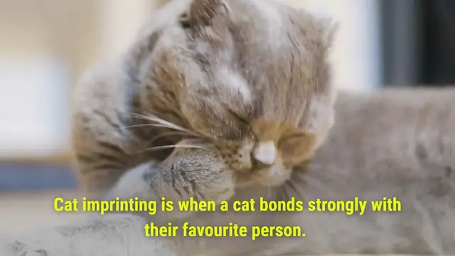 'Video thumbnail for Signs Your Cat Has Imprinted On You'