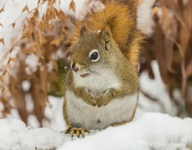 Video thumbnail for Pentax F* 300mm f4.5 ED IF: My favourite wildlife lens