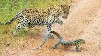 Video thumbnail for Leopard Cub Gets Slapped Around by Lizard