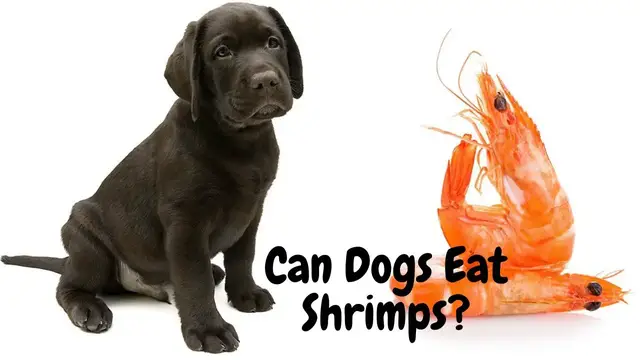 'Video thumbnail for Can Dogs Eat Shrimps? | Playful Dog Videos | Dogsforest.ccom'
