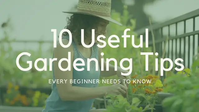 Video thumbnail for 10 Useful Gardening Tips Every Beginner Needs to Know - Part 1