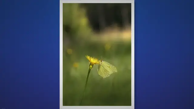 Video thumbnail for Gele vlinder spirituele betekenis
