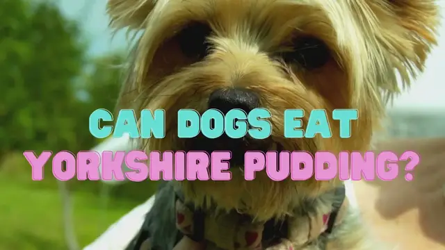 Video thumbnail for Can dogs eat Yorkshire pudding?