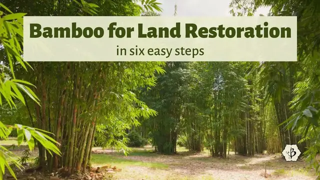 Video thumbnail for Bamboo for Land Restoration