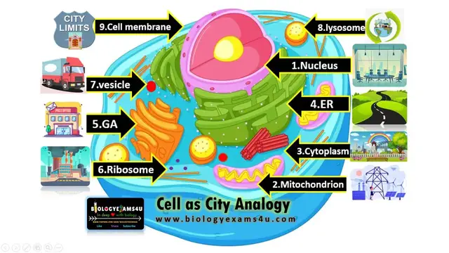Video thumbnail for Cell as City Analogy