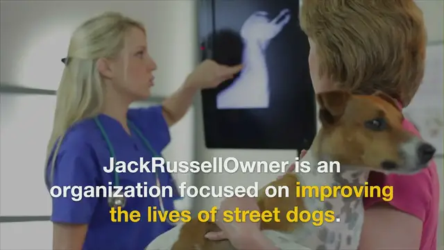 'Video thumbnail for Jack Russell Owner Info'