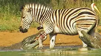 Video thumbnail for Zebra Escapes the Jaws of 2 Crocodiles