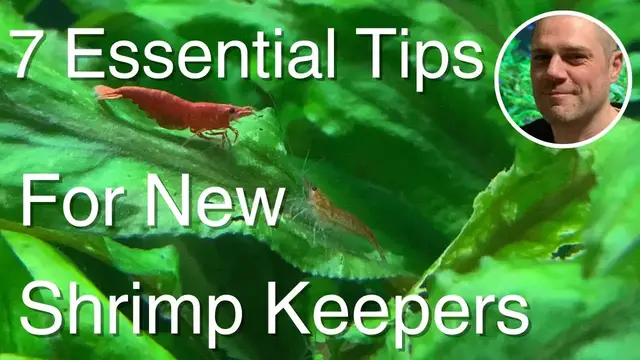 Video thumbnail for What You MUST Know Before Starting a Shrimp Tank ?