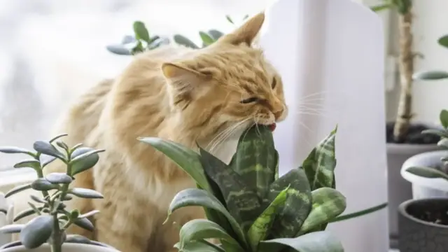 Video thumbnail for Simple Ways To Keep Cats From Chewing On Houseplants