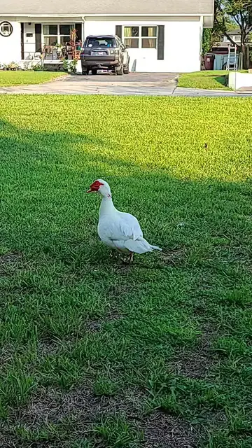 Video thumbnail for Vertical Video - Birds