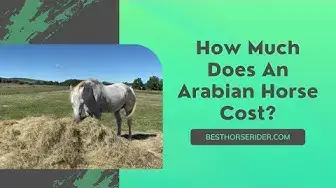 Video thumbnail for How Much Does An Arabian Horse Cost?