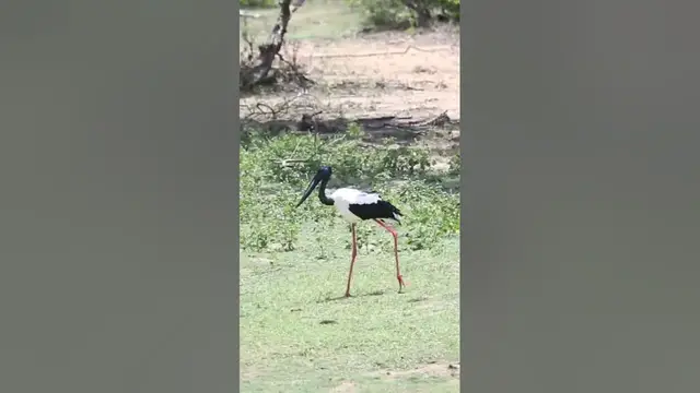 Video thumbnail for Black necked stoke in Yala national park #shorts