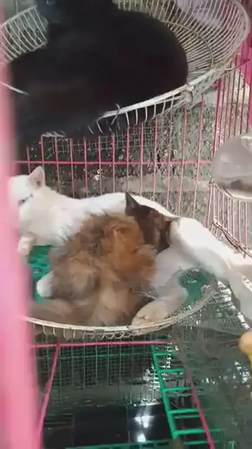 'Video thumbnail for Why is our kitten suckling from our male cat?'