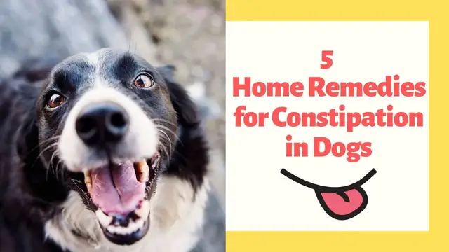 'Video thumbnail for 5 Home Remedies for Constipation in Dogs'