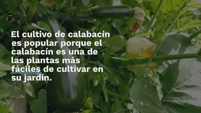 Video thumbnail for 6 consejos útiles para cultivar plantas de calabacín