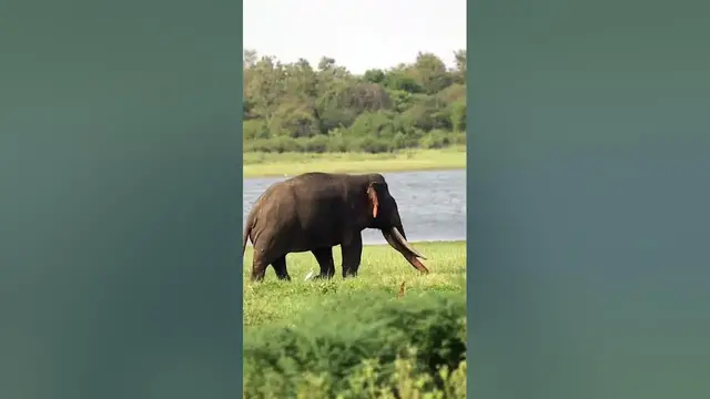 Video thumbnail for Tusker in Minneriya national park #shorts