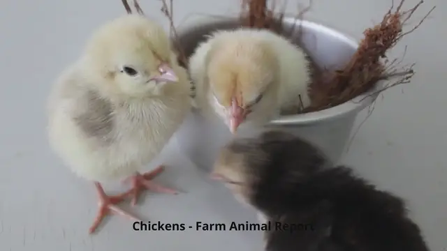 Video thumbnail for Baby Chickens