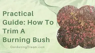 Video thumbnail for Practical Guide: How To Trim A Burning Bush