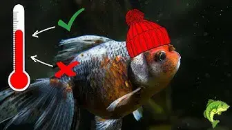 Video thumbnail for Can Goldfish Live in Warm Water? WHAT IS THE IDEAL TEMPERATURE FOR FANCY GOLDFISH?