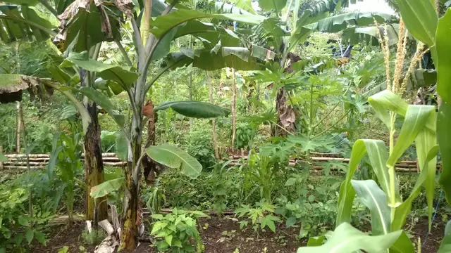 Video thumbnail for Getting Started With Syntropic Agroforestry (The Basics)