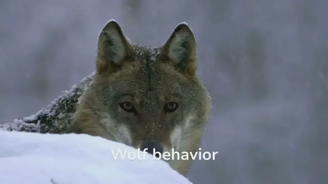 Video thumbnail for Uncovering the Fascinating Behaviors of Wolves