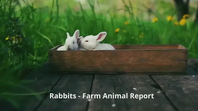 Video thumbnail for Baby Rabbits 1