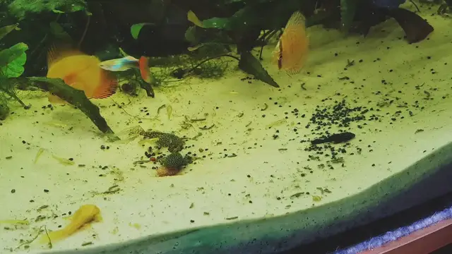 Video thumbnail for Nano Planted tank