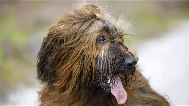Video thumbnail for Owczarek francuski briard – niezależny pasterz. Poznaj opis rasy!