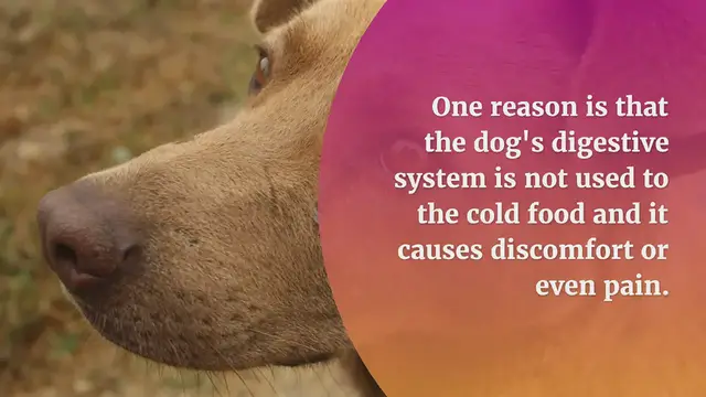 'Video thumbnail for Why Dogs Throw Up After Eating Something Cold'