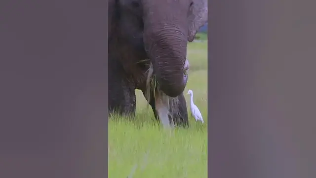 Video thumbnail for Elephant close up #shorts