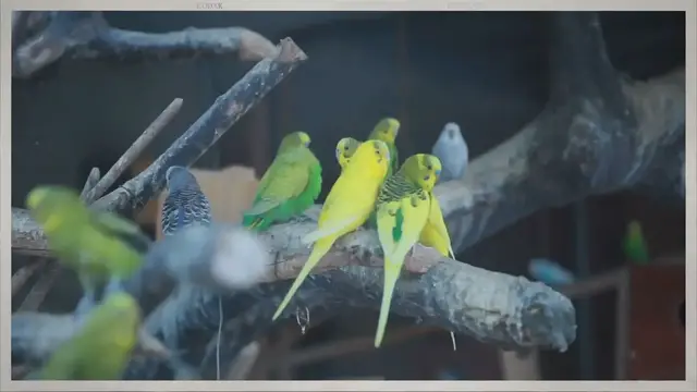 Video thumbnail for What Is The Cheapest Parrot that talk?