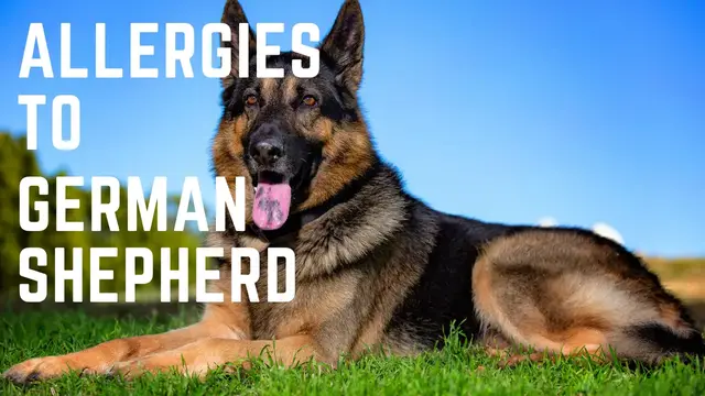 Video thumbnail for Allergies to German Shepherds