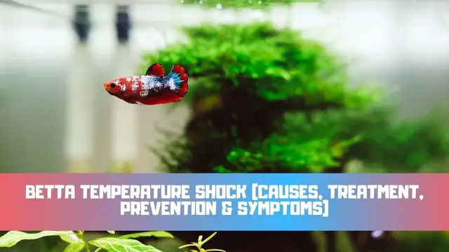 Video thumbnail for Betta Temperature Shock (Causes, Treatment, Prevention & Symptoms)