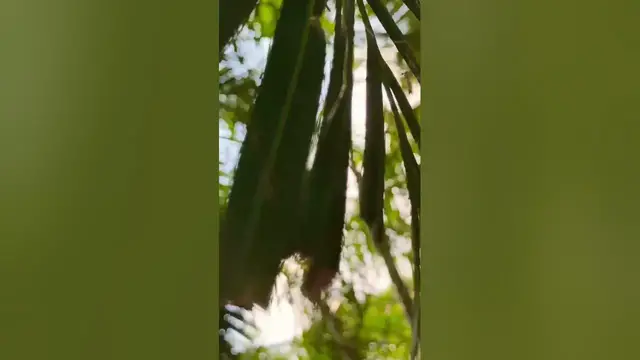 Video thumbnail for মশা 🙅‍♂️ || The Mosquito