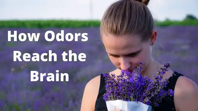 Video thumbnail for The Science of Smell How Odors Are Processed in the Brain