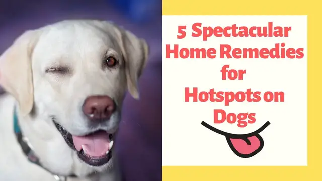 Video thumbnail for 5 Spectacular Home Remedies for Hotspots on Dogs