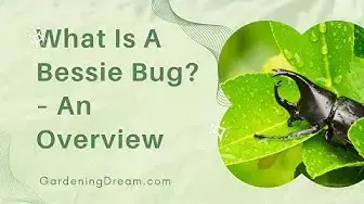 Video thumbnail for What Is A Bessie Bug – An Overview