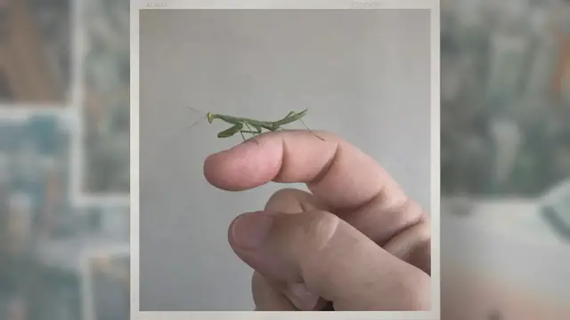 'Video thumbnail for How to Care for Praying Mantis Eggs – What You Need to Know'