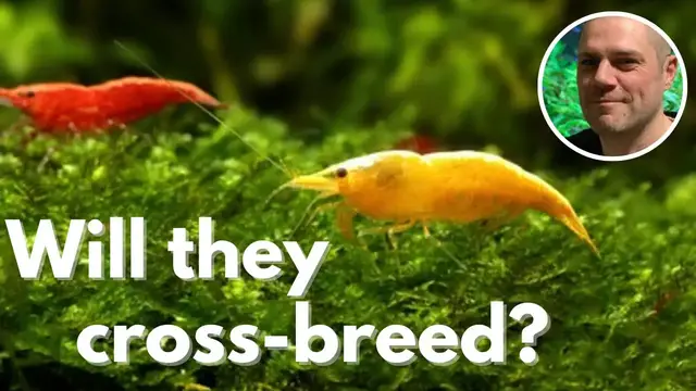 Video thumbnail for Can You Keep Different Colored Shrimp Together? WILL THEY CROSSBREED AND MAKE NEW COLORED SHRIMP?