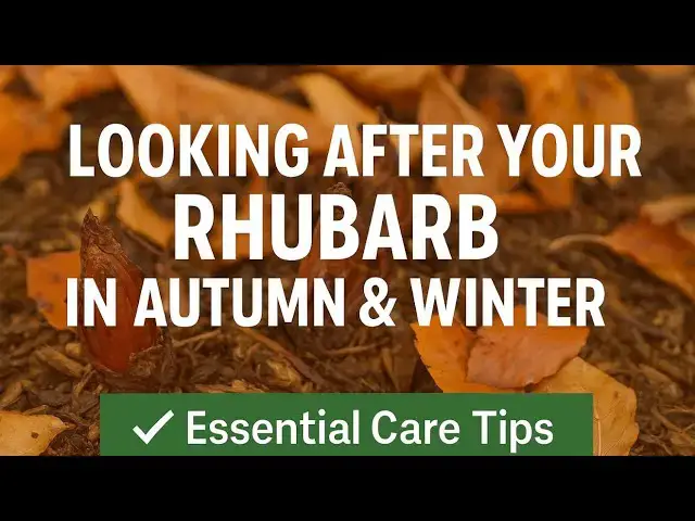 'Video thumbnail for 🎥 ✅ 🍂🌿 Looking After Your Rhubarb in Autumn & Winter 🌿🍂 | Essential Care Tips 🎧'