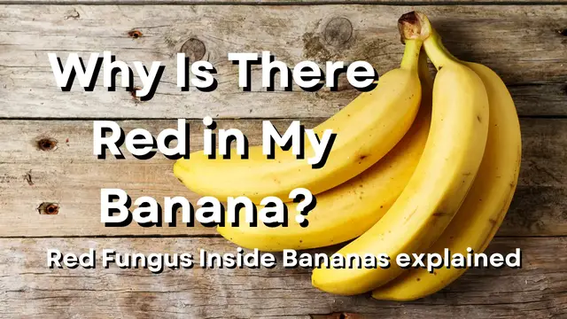 Video thumbnail for Why Is There Red in My Banana? Red Fungus Inside Bananas explained