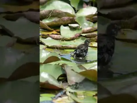 Video thumbnail for Coot Chicks Bathing - Instantly Satisfies Your Obsession