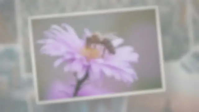 Video thumbnail for How Are Bees Born?